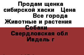 Продам щенка сибирской хаски › Цена ­ 8 000 - Все города Животные и растения » Собаки   . Свердловская обл.,Ивдель г.